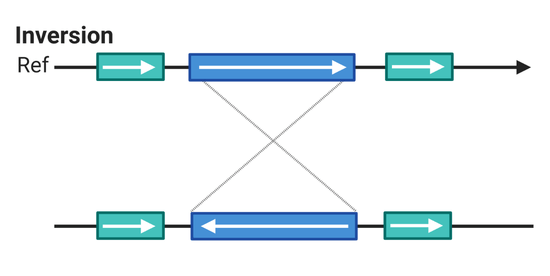 Testing a theory for the evolution of inversions