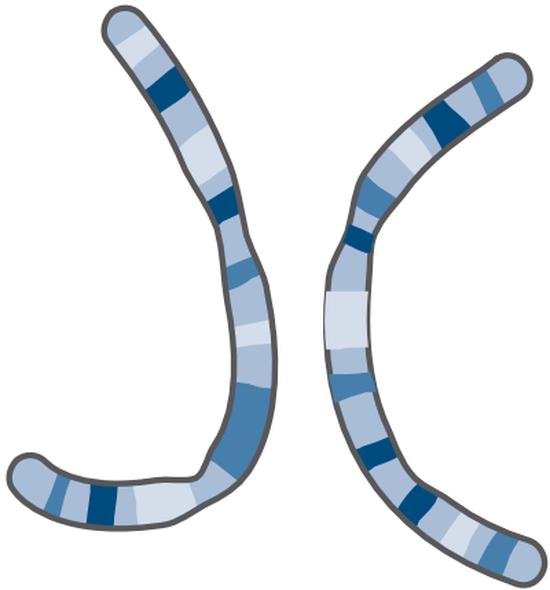 Investigating the evolution of palindromes on the sex chromosomes